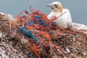 Environmentalism